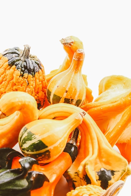 Ensemble de citrouilles sur un fond clair fond d'automne