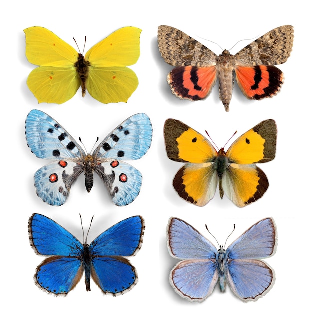 Photo ensemble de collection de papillons en peluche insectes