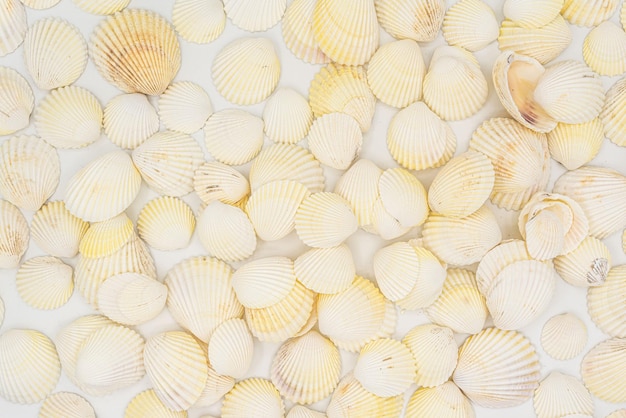 Photo ensemble de coquilles de mollusques palourde isolé sur fond blanc