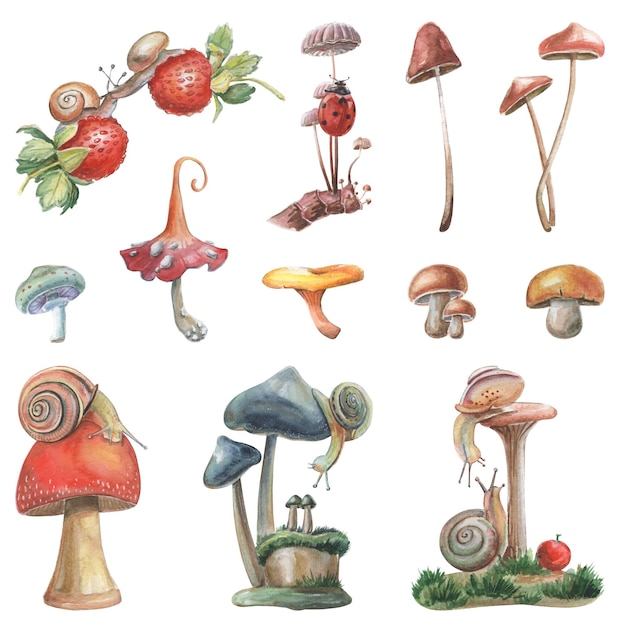 Ensemble de dessins à la main à l'aquarelle - champignons aux escargots, coccinelles et baies