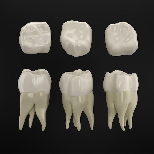 Un ensemble de différents types de dents