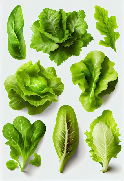 Ensemble de diverses feuilles vertes fraîches de salade de légumes laitue isolé sur fond blanc