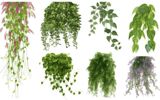 Ensemble de diverses plantes rampantes vol1 isolées sur un fond blanc IA générative