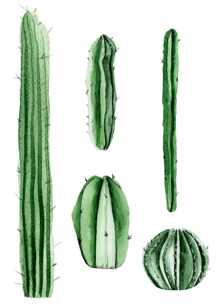 Ensemble d'éléments aquarelle cactus