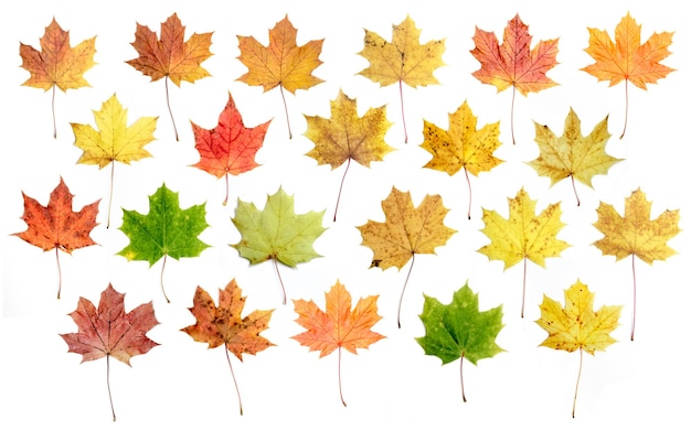 Un ensemble de feuilles d'automne pour les designers