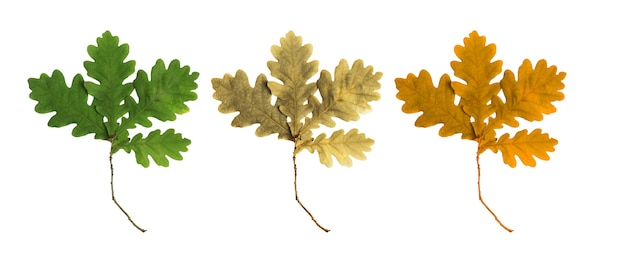 Photo ensemble de feuilles de chêne isolé sur fond blanc