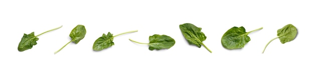 Ensemble de feuilles d'épinards verts frais de différentes formes isolés sur la vue de dessus de fond blanc