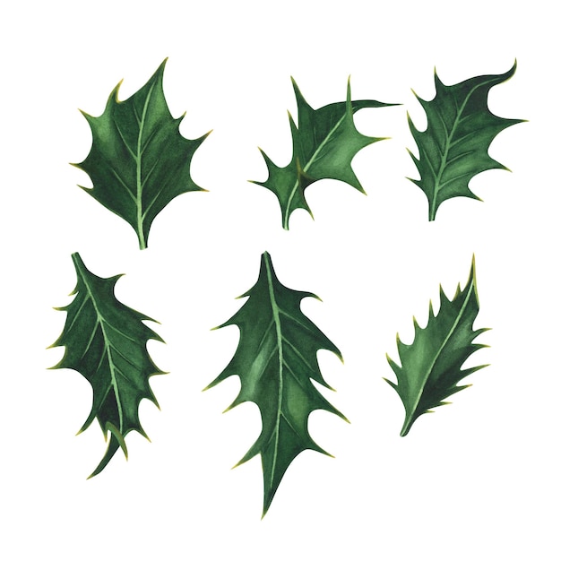 Ensemble de feuilles de houx de plantes de Noël isolé sur fond blanc Illustration de Noël dessinée à la main à l'aquarelle Art pour la conception