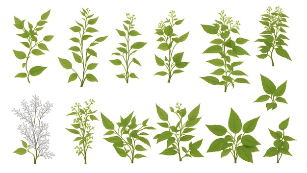 Ensemble de feuilles et d'inflorescences de fleurs sur un fond blanc