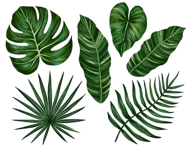 Ensemble de feuilles de jungle tropicale Feuilles de palmier Monstera Illustration réaliste dessinée à la main Isolé sur blanc