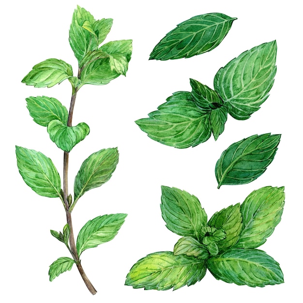 Photo ensemble de feuilles de menthe sur un fond blanc isolé illustration botanique à l'aquarelle ingrédient frais pour le dessert cocktail de tisane feuilles vertes