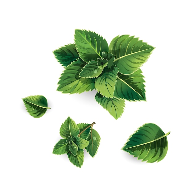 Ensemble de feuilles de menthe verte fraîche sur fond blanc. Illustration de style réaliste.