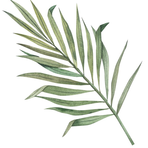 Ensemble de feuilles de palmier tropical isolé sans fond Plante exotique aquarelle Illustration botanique