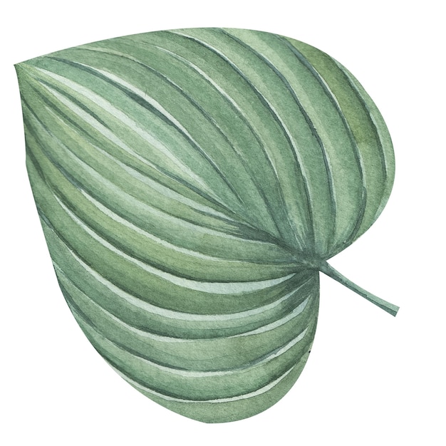 Ensemble de feuilles tropicales vertes sur la conception de jungle illustration aquarelle fond blanc