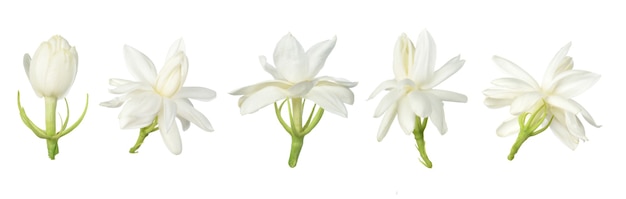 Ensemble de fleur blanche, fleur de jasmin thaïlandais isolé sur fond blanc.