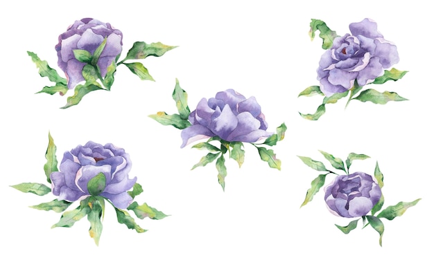 un ensemble de fleurs à l'aquarelle avec de grandes fleurs lilas de pivoines et de feuilles sur fond blanc