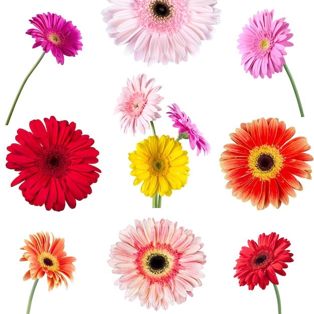 Ensemble de fleurs de gerbera