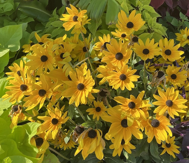 Photo ensemble de fleurs jaunes