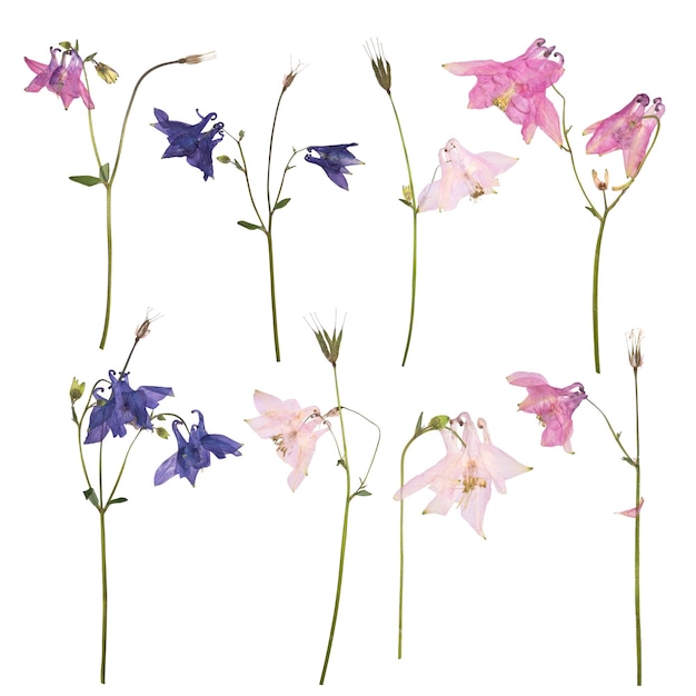 Ensemble de fleurs séchées et pressées d'un Aquilegia vulgaris rose bleu et violet