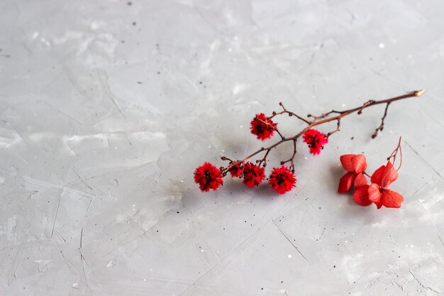 Ensemble de fleurs séchées rouges sur la table en béton Composition florale minimale