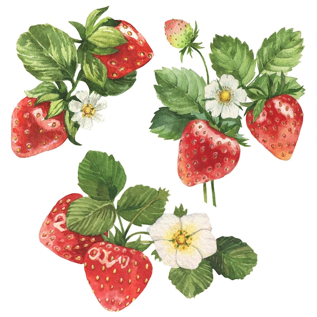 Ensemble de fraises avec des fleurs