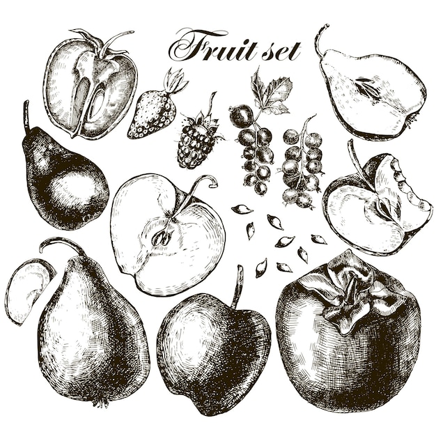 Ensemble de fruits Dessin à main levée