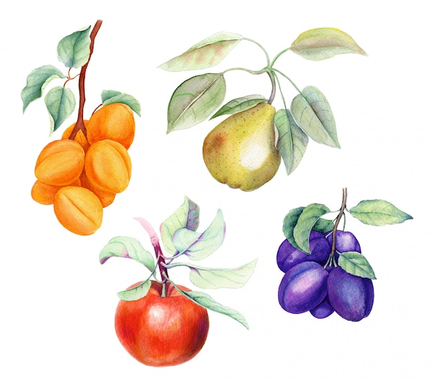 Ensemble de fruits sur une illustration aquarelle vintage fond blanc