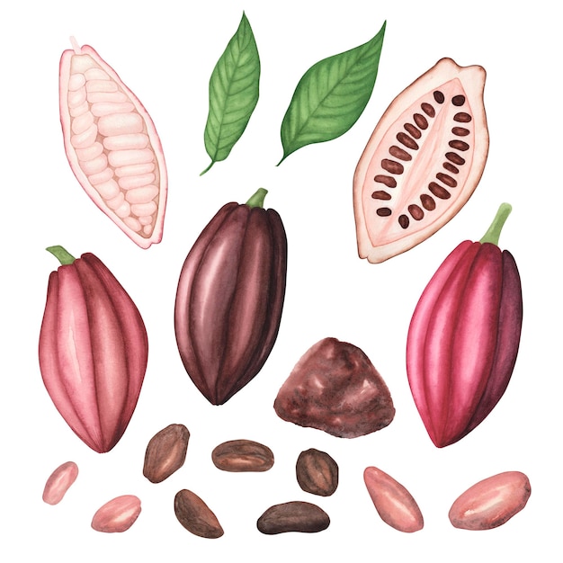 Photo ensemble de gousses de cacao marron et rouge mûres avec des feuilles de haricots poudre de cacao isolées sur fond blanc illustration aquarelle