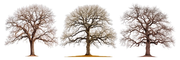 Un ensemble de grands arbres sans feuilles en gros plan isolés sur un fond blanc ou transparent de chênes