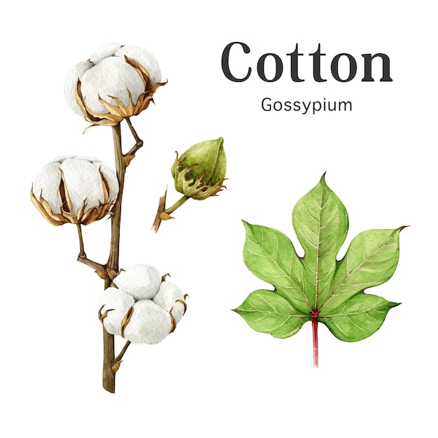 Ensemble d'illustration aquarelle de bourgeon de feuille de tige de plante de coton Élément de coton biologique dessiné à la main