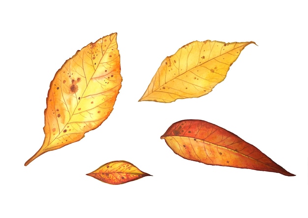 Ensemble d'illustration aquarelle de feuilles d'automne