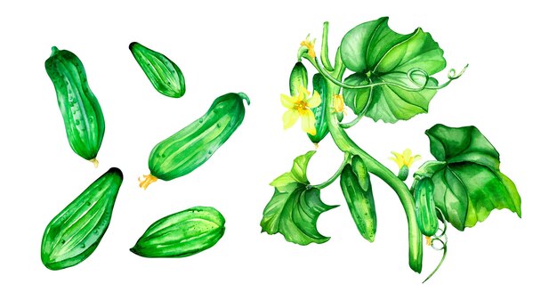 Ensemble d'illustration aquarelle de plante de concombre vert sur blanc