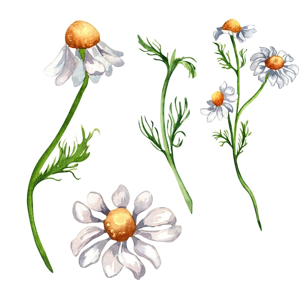 Ensemble d'illustration aquarelle de plante médicinale de camomille isolé sur fond blanc Daisy