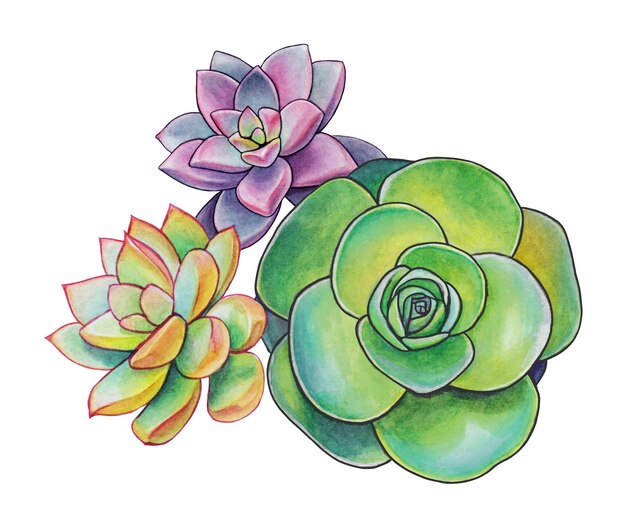 ensemble d'illustration aquarelle de plantes succulentes sur papier