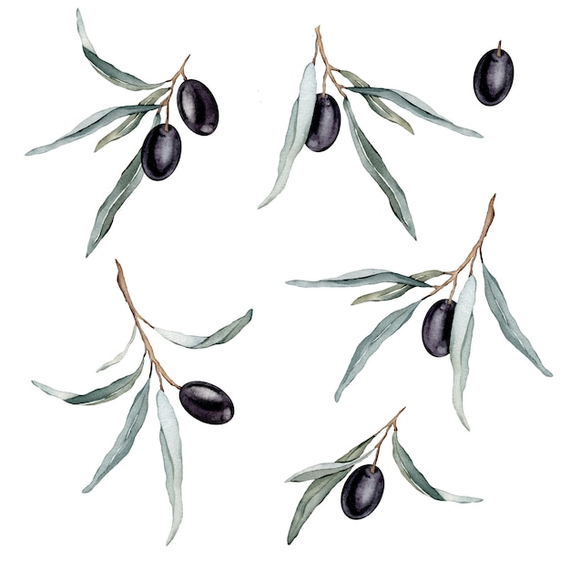 Ensemble d'illustrations à l'aquarelle de belles olives noires pour une vie saine et un arrière-plan de conception Peint à la main isolé sur fond blanc