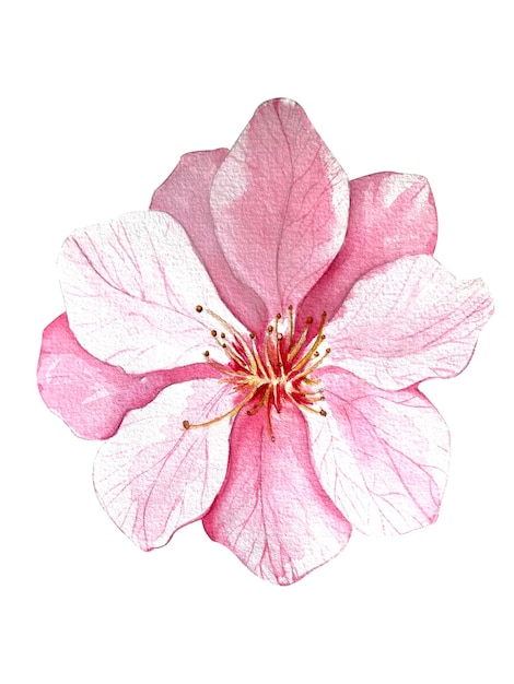 Un ensemble d'illustrations à l'aquarelle de cerises baies de cerises lumineuses avec des feuilles de fleurs pour la conception