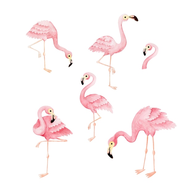 Ensemble d'illustrations à l'aquarelle de flamants roses.