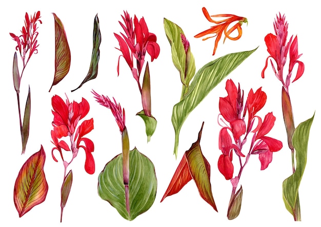 Photo un ensemble d'illustrations à l'aquarelle d'un lys canna fleurs et feuilles sur fond blanc.