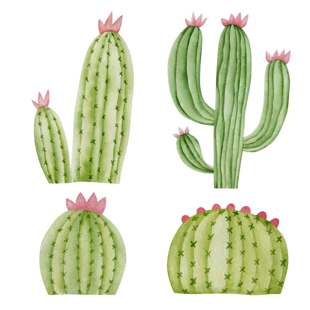 Ensemble d'illustrations aquarelles de cactus