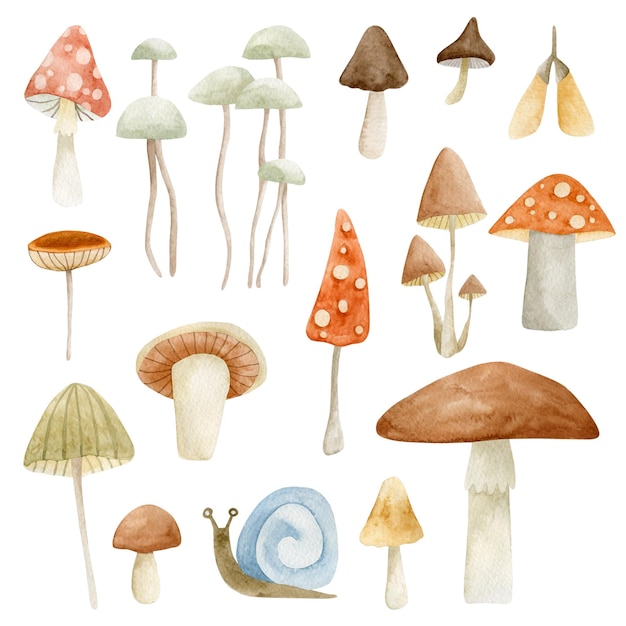 Ensemble D'illustrations Aquarelles Champignons Isolés Sur Fond Blanc.