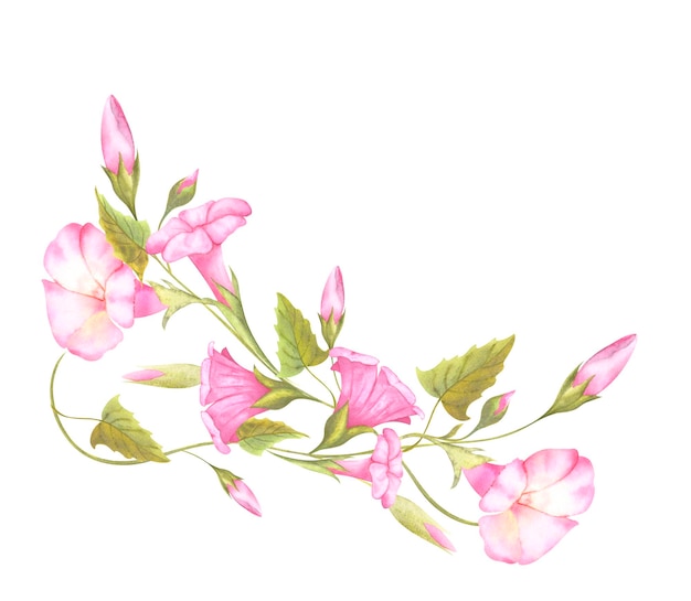 Un Ensemble D'illustrations Isolées à L'aquarelle D'arrangement De Fleurs De Convolvulus Rose