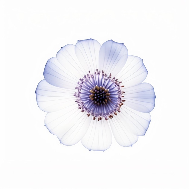 Ensemble d'illustrations réalistes de fleur en rayons X Pétale bleu sur fond sombre Bannière horizontale avec espace pour le texte Concept de vérification de la santé bien-être plantes en croissance botanique AI générative