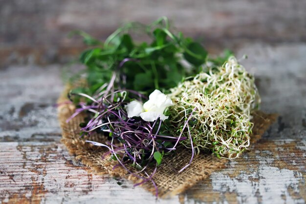 Ensemble de microgreens sur une surface en bois