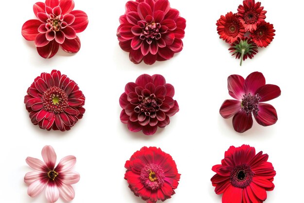 Photo un ensemble de neuf fleurs rouges sur fond blanc