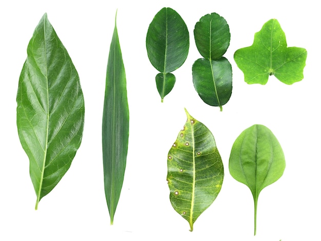 Ensemble de nombreux types de feuilles isolées sur blanc
