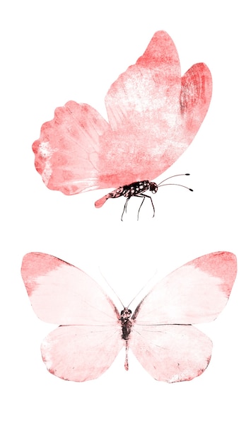 Photo ensemble de papillons rouges isolés sur fond blanc. photo de haute qualité