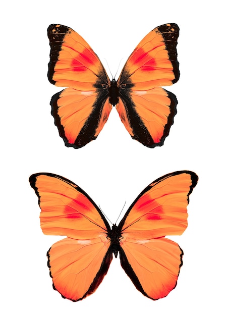 Ensemble de papillons tropicaux rouges isolés sur fond blanc. Photo de haute qualité