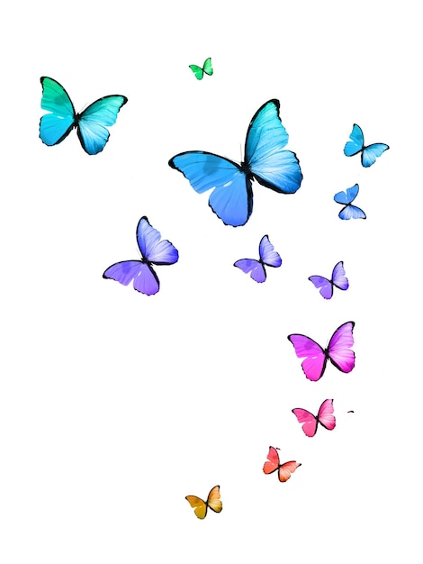 Photo ensemble de papillons tropicaux volants isolés sur fond blanc