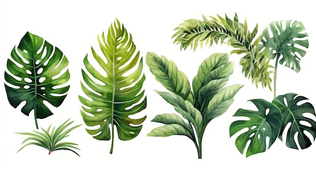 ensemble de plantes exotiques feuilles de palmier illustration vectorielle aquarelle monstera