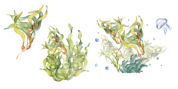 Photo ensemble de plantes de mer vertes illustration aquarelle isolée sur fond blanc varech brun laminaria